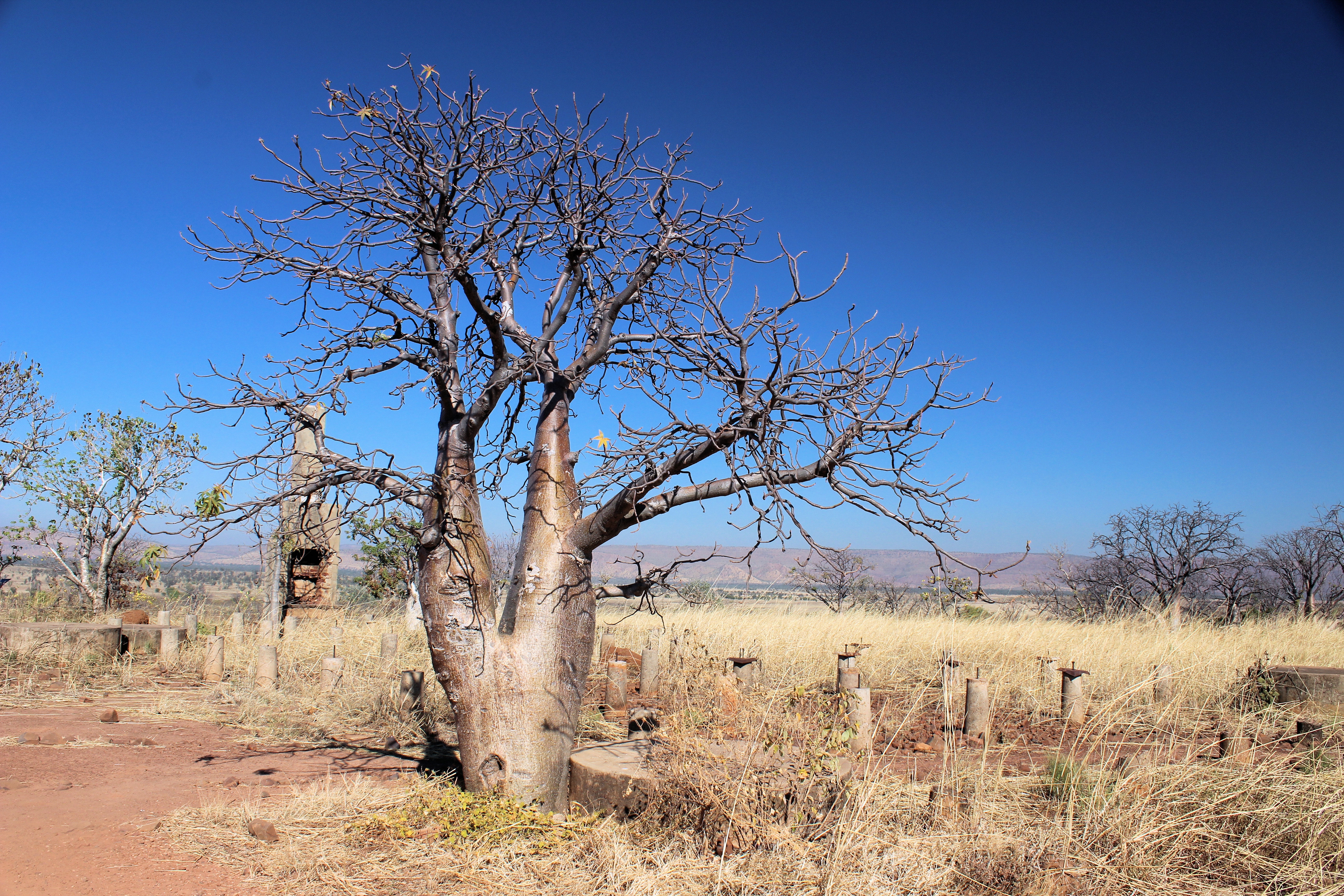 Boab Tree on Telegraph Hill Four Wheel Drive Kimberley Safari