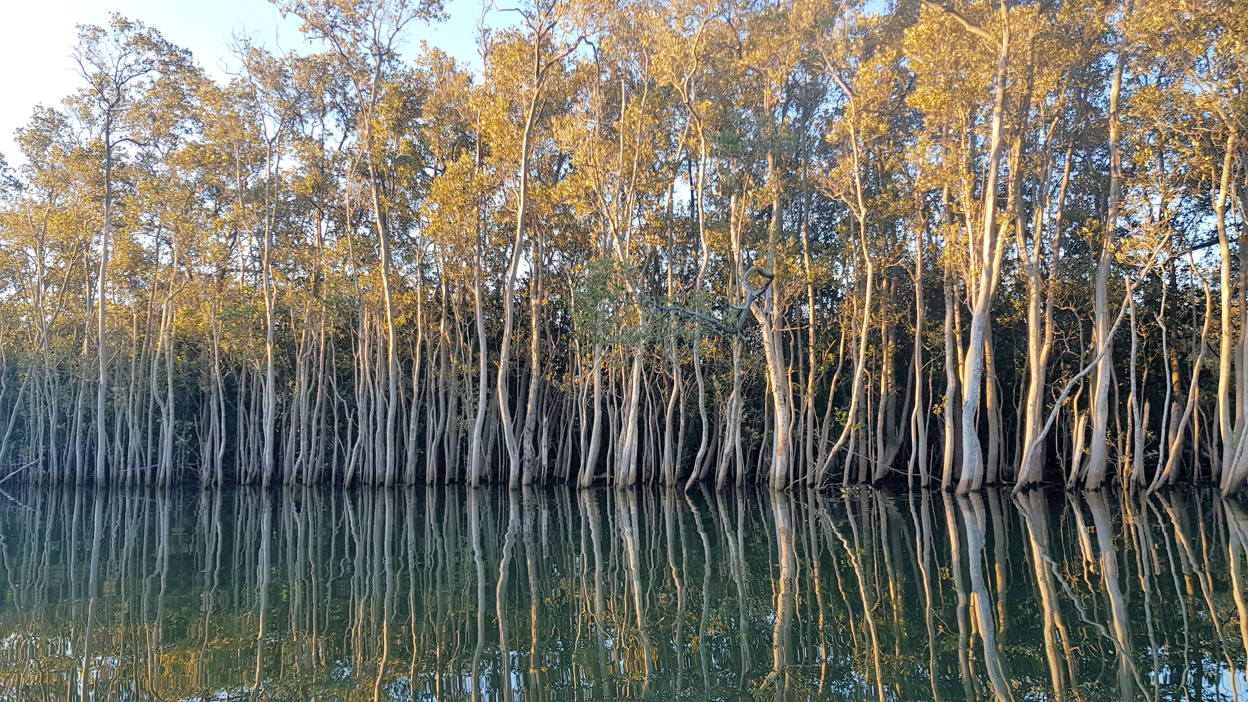 Hunter Wetlands National Park Kayaking With School of Yak