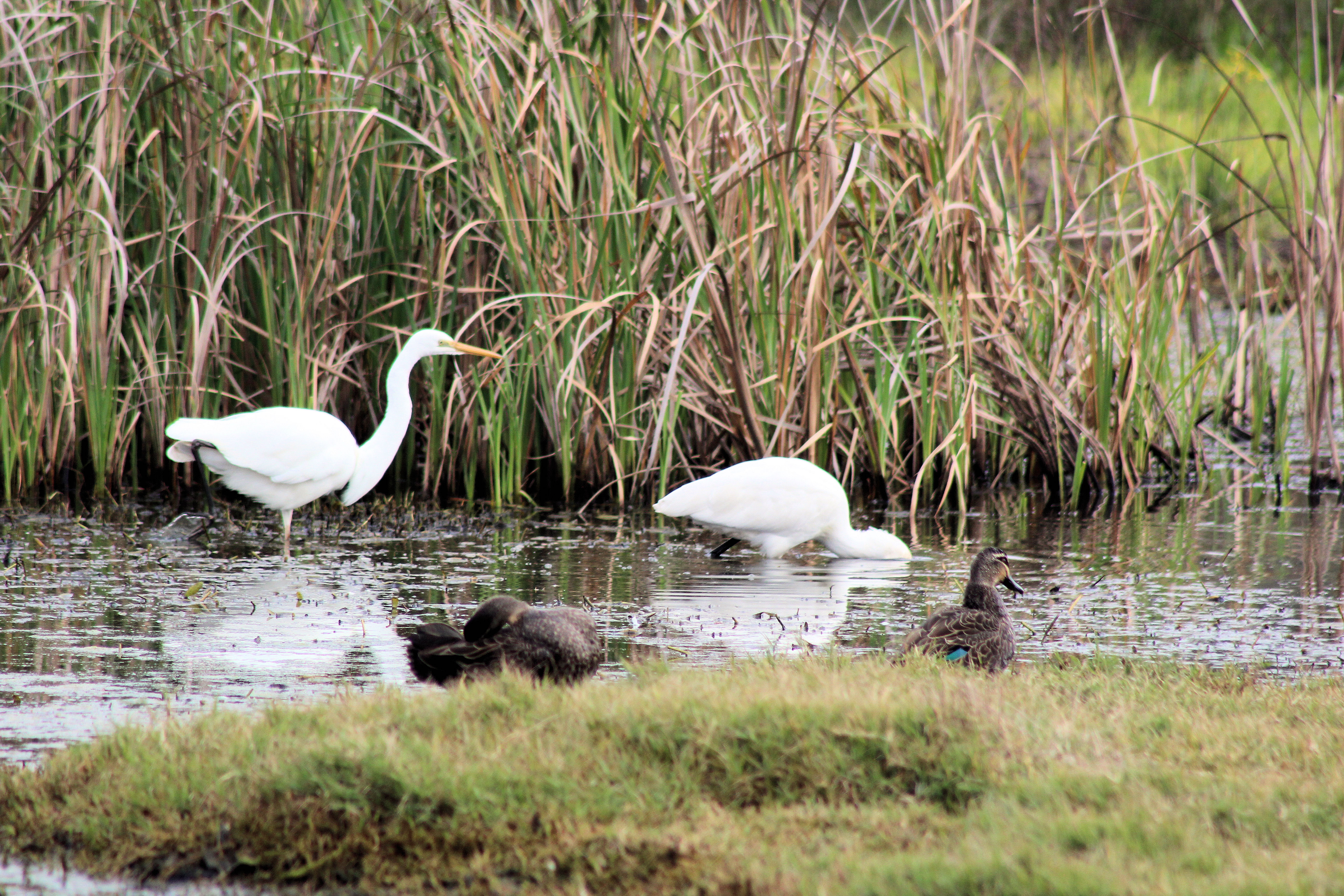 Hunter Wetlands National Park