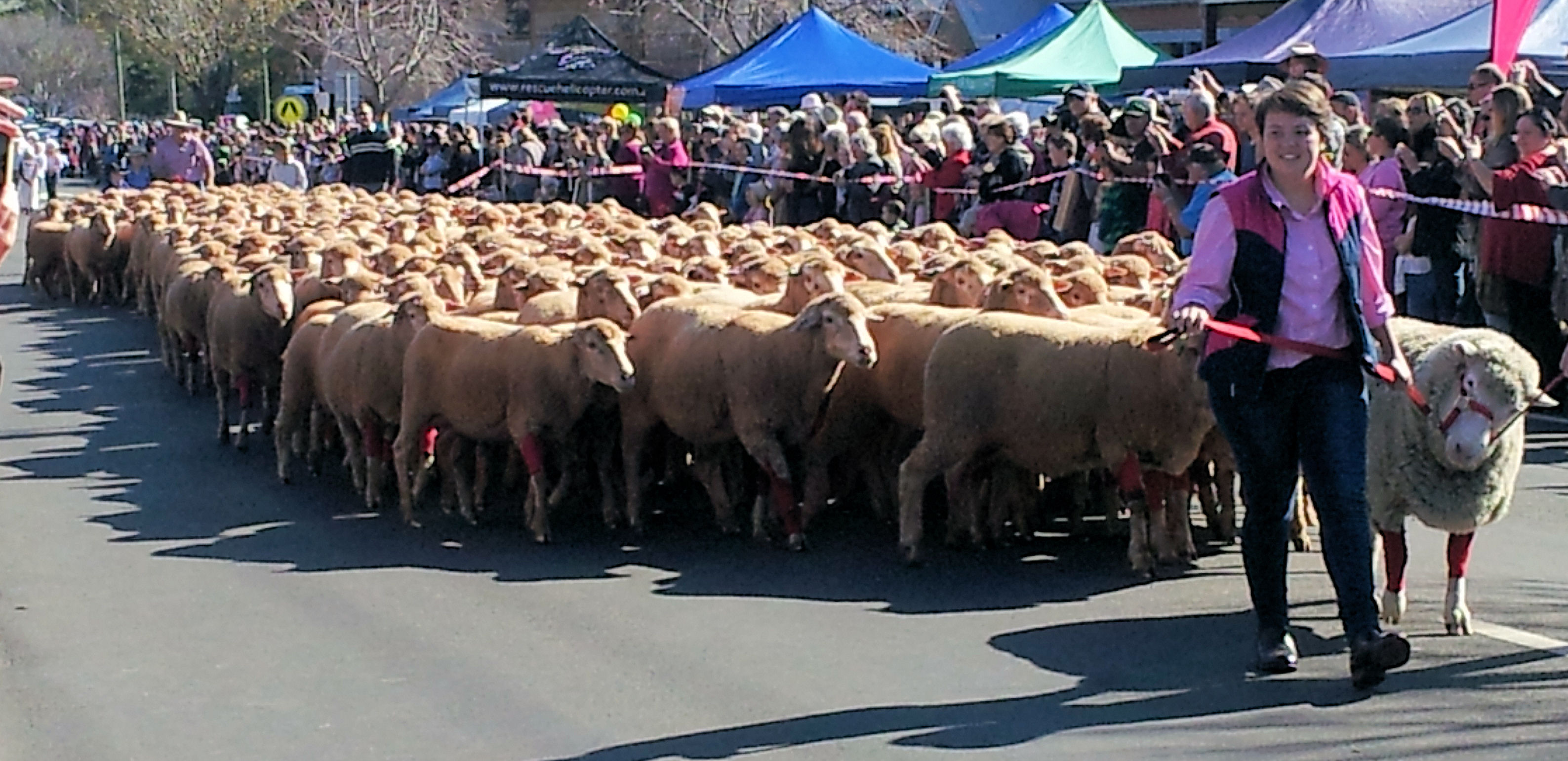 Merriwa Sheep Beautiful Golden Canola