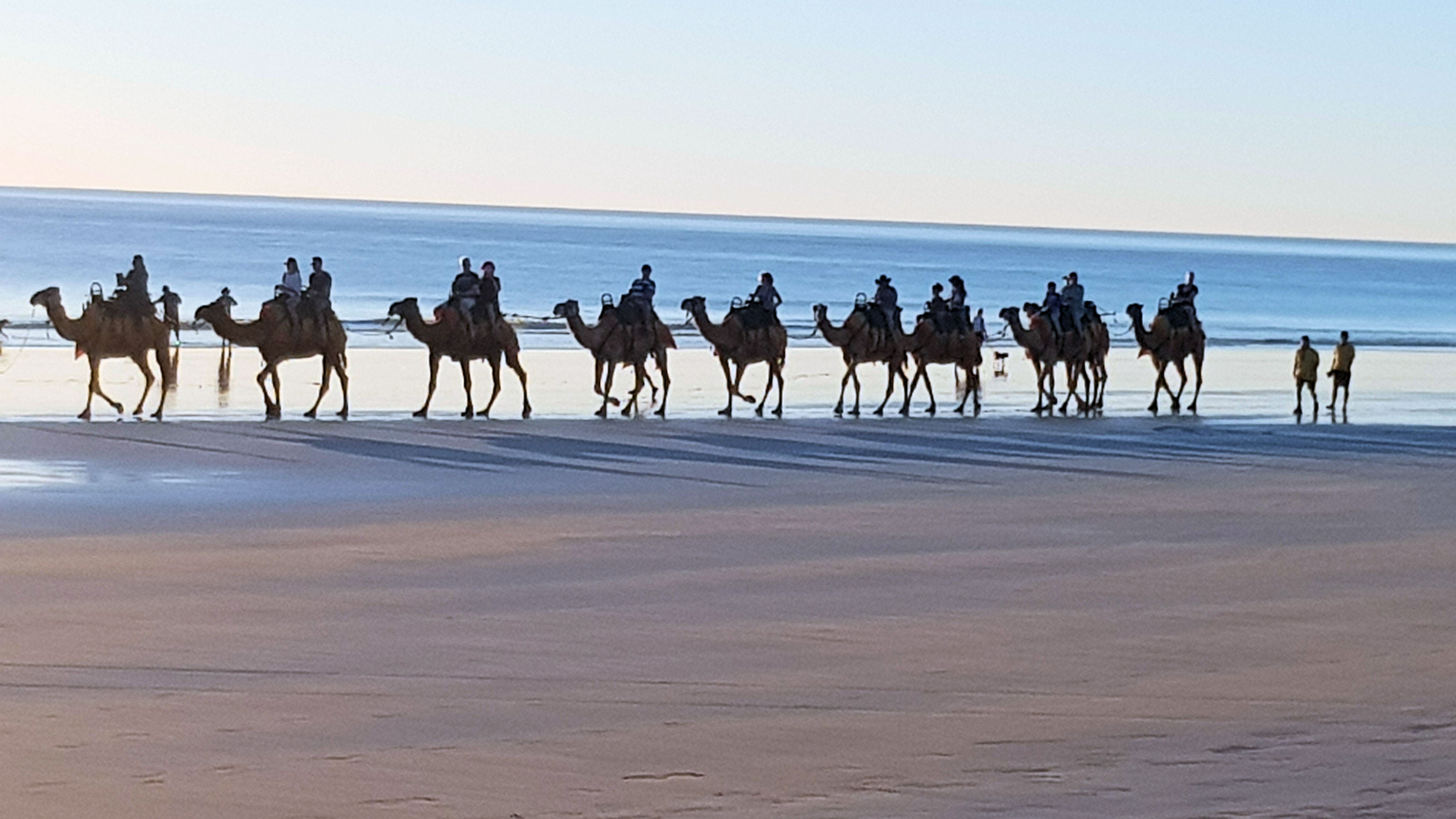 Sunset Camel Ride Cable Beach Broome Western Australia