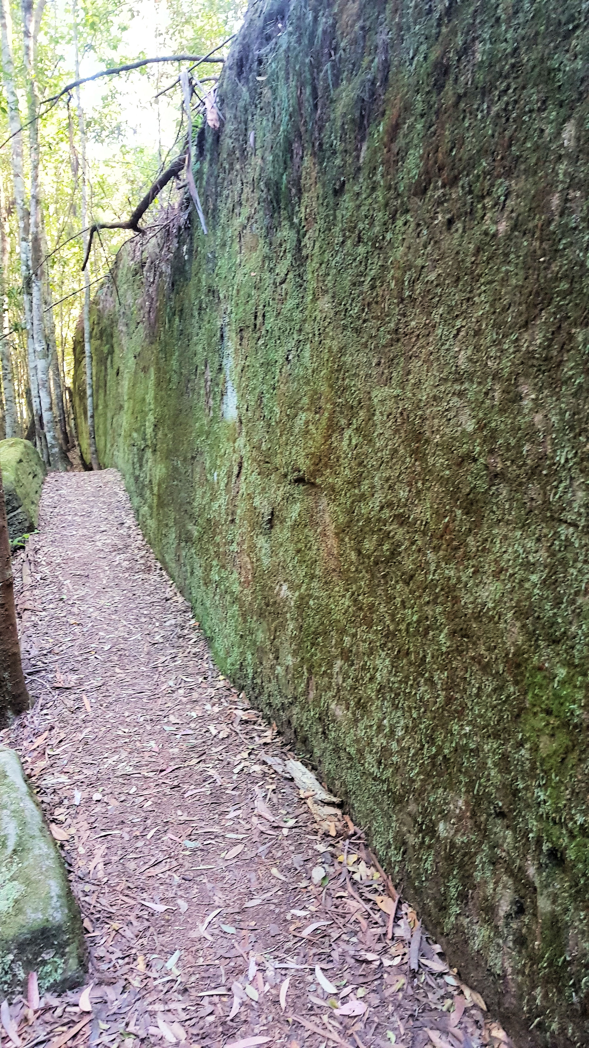 Moss Wall Boarding House Dam Walk Watagans