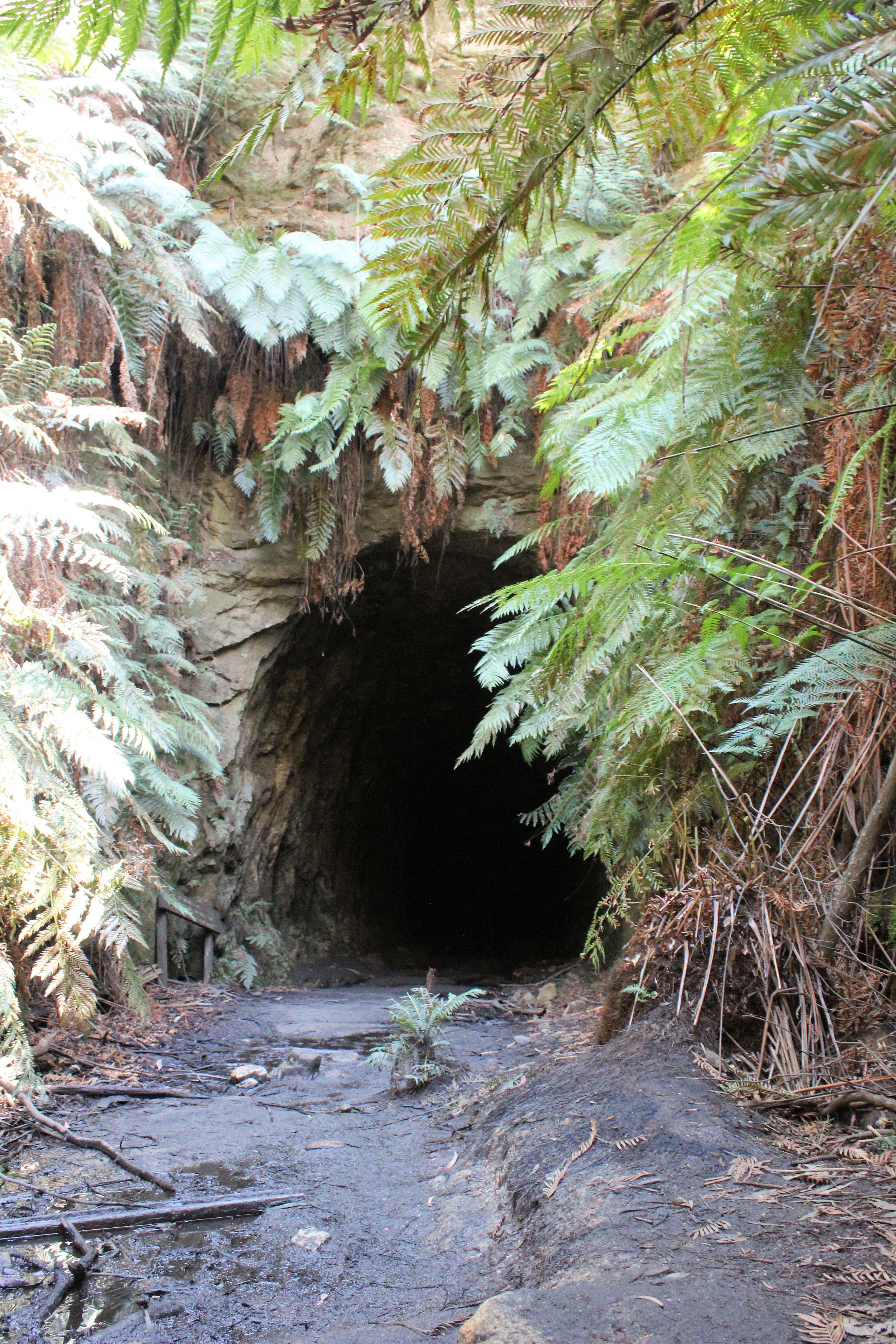 Glow Worm Tunnel Wollemi National Park