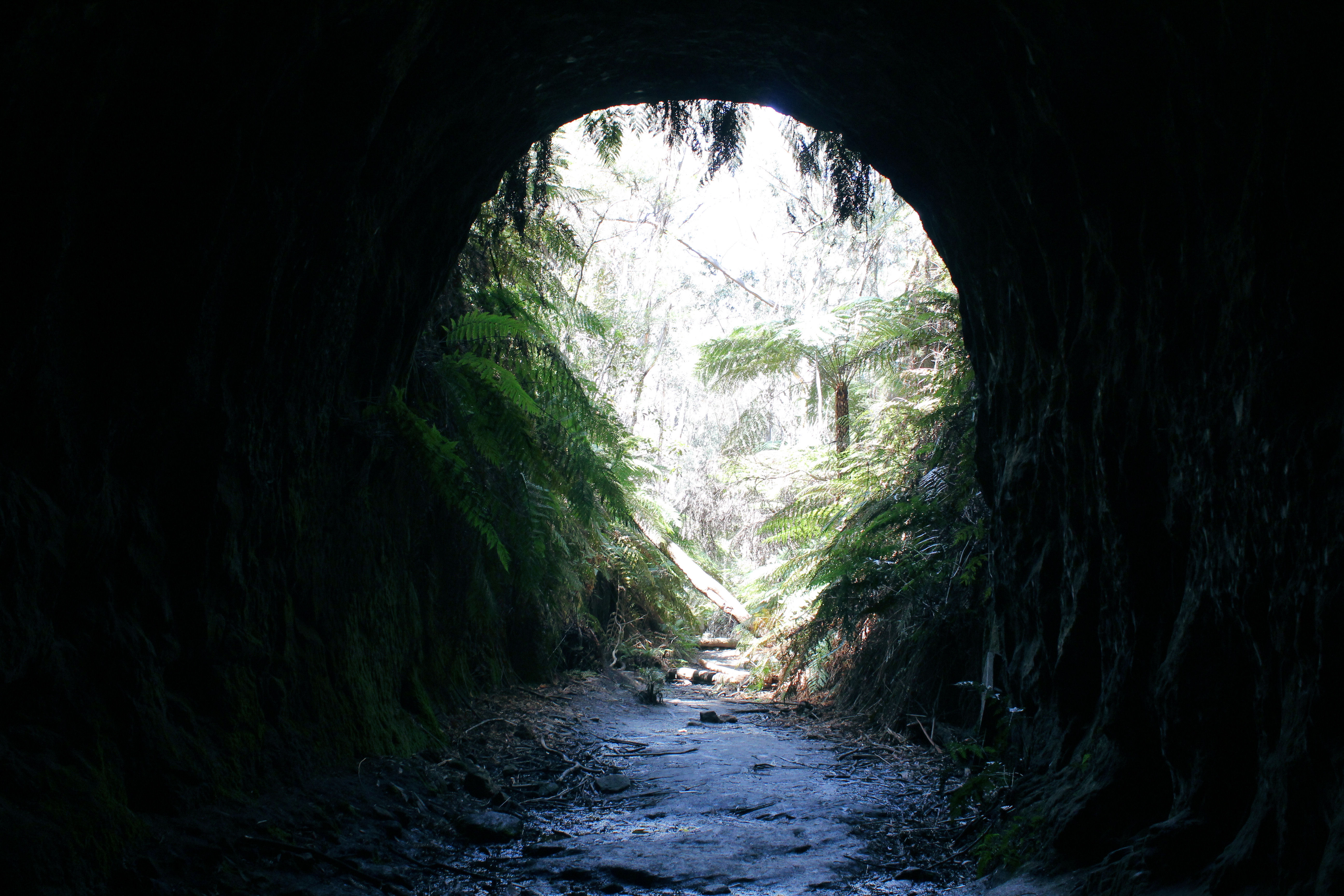 Glow Worm Tunnel Wollemi National Park