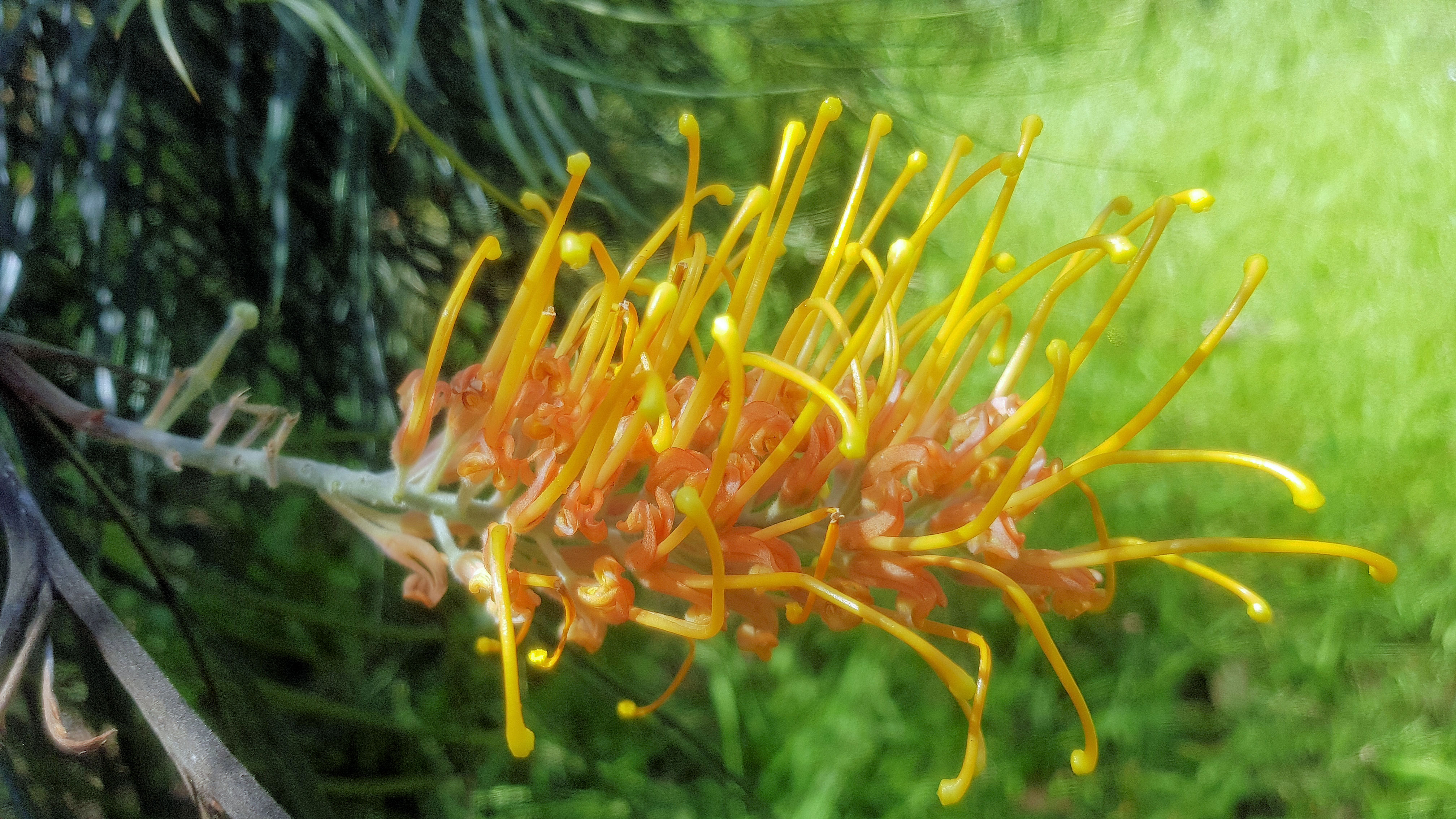 Grevillea Hunter Region Botanic Gardens Newcastle NSW Australia