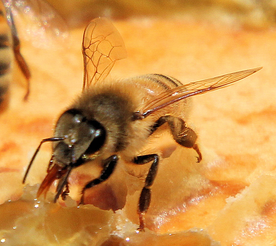Worker Bee Hands On Beekeeping Workshop Newcastle