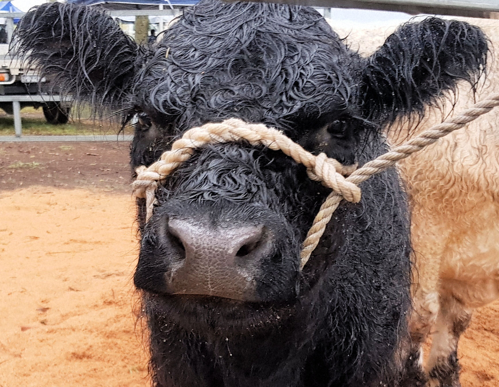 Tocal Field Days in the Hunter Valley