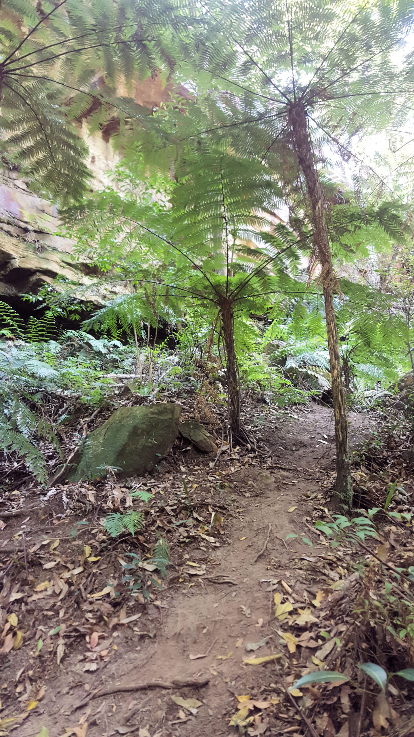 Strickland State Forest is Unique and Wonderful