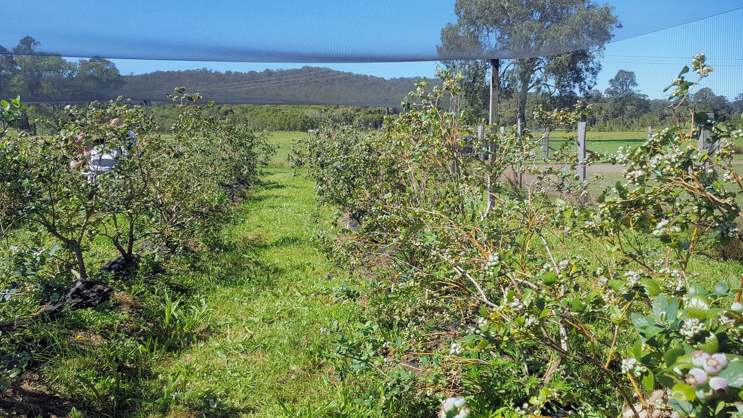 Blueberry Picking at The Giving Farm
