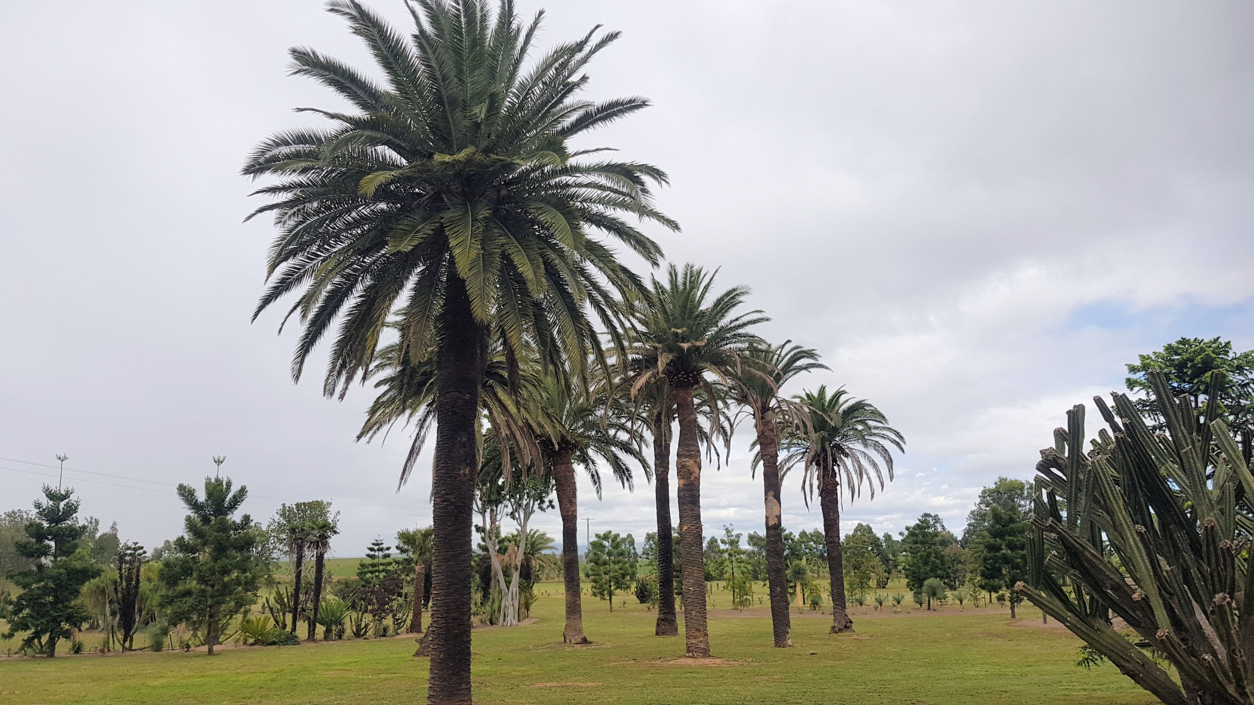 Mature Palm Trees