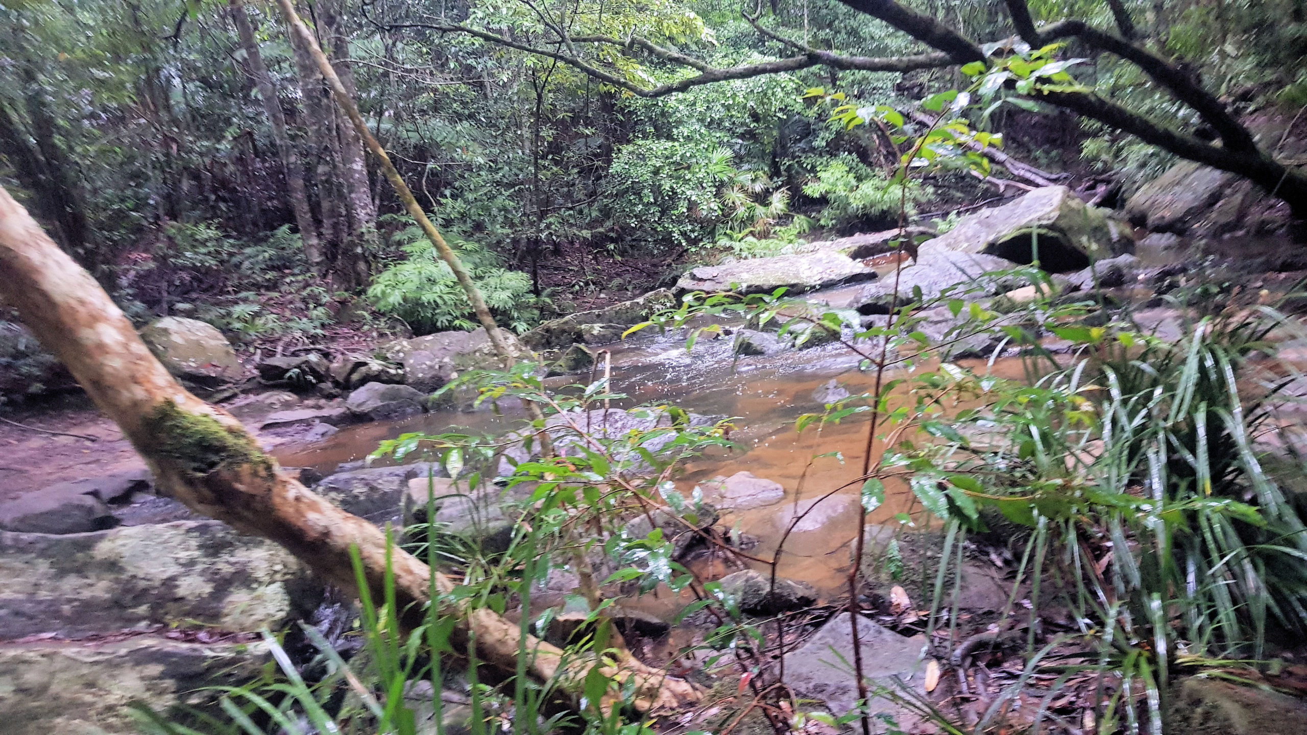 Arboretum and Bellbird Tracks in Strickland Forest
