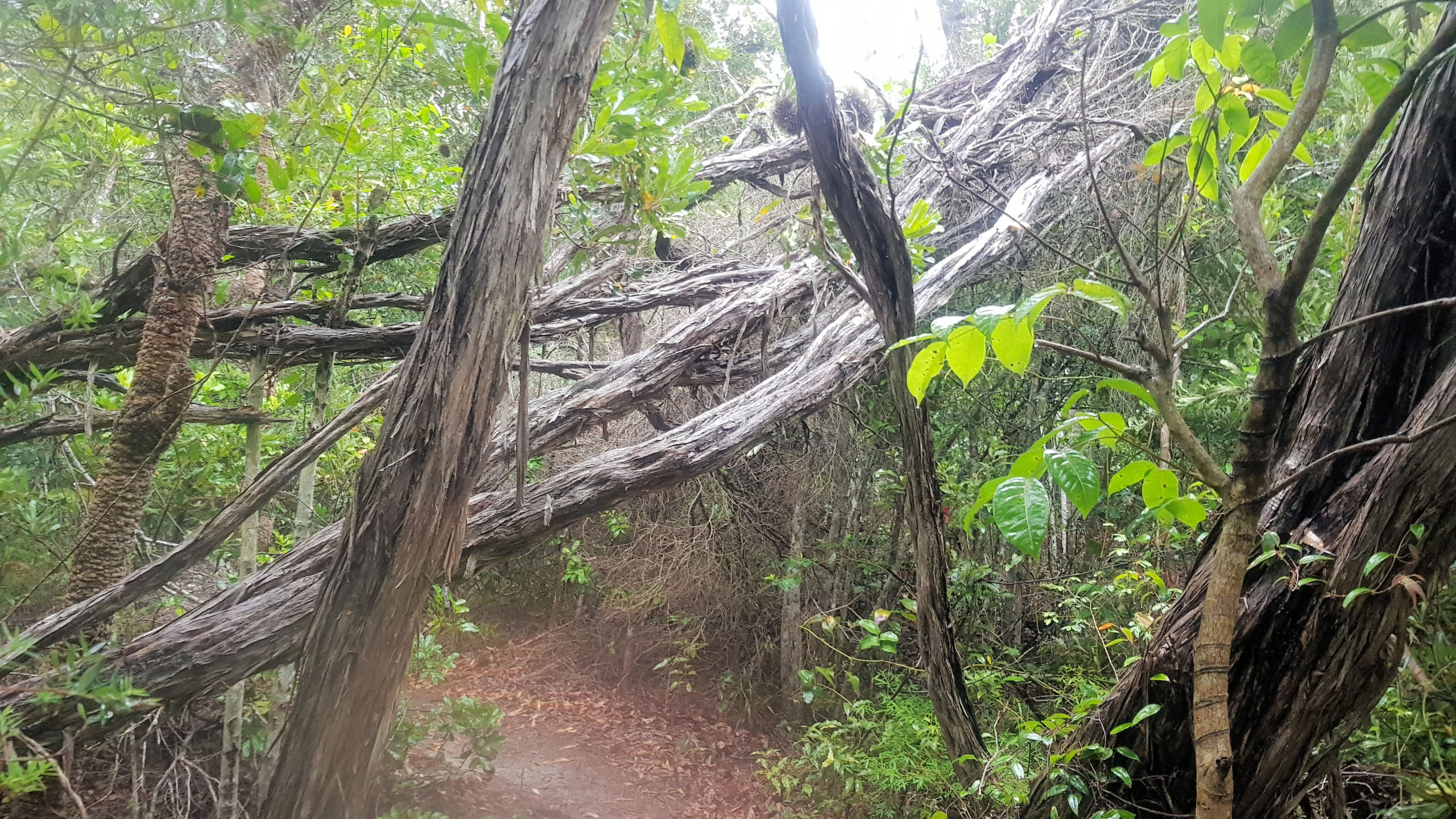 Wyrrabalong National Park