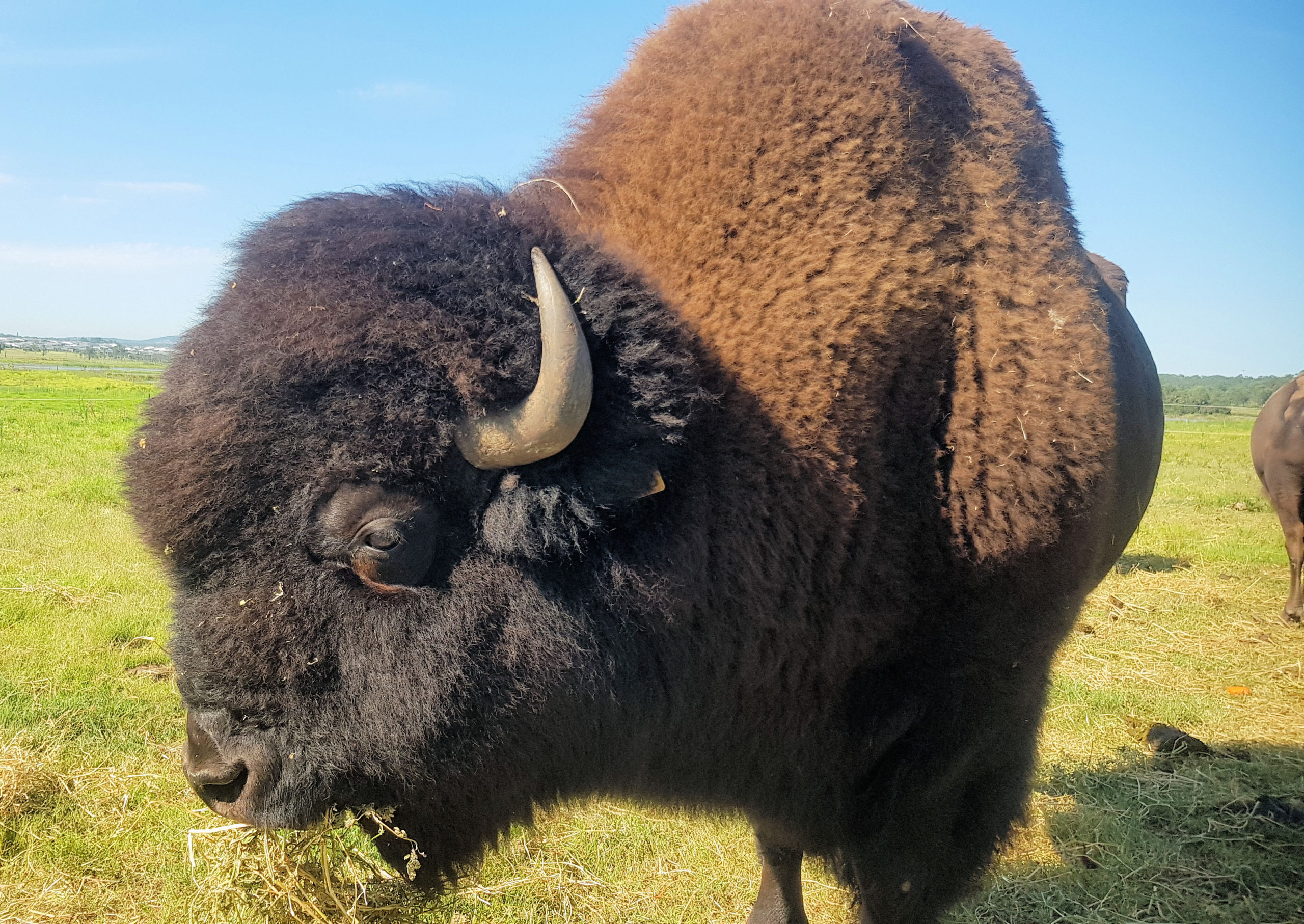 Bison Encounter in Morpeth