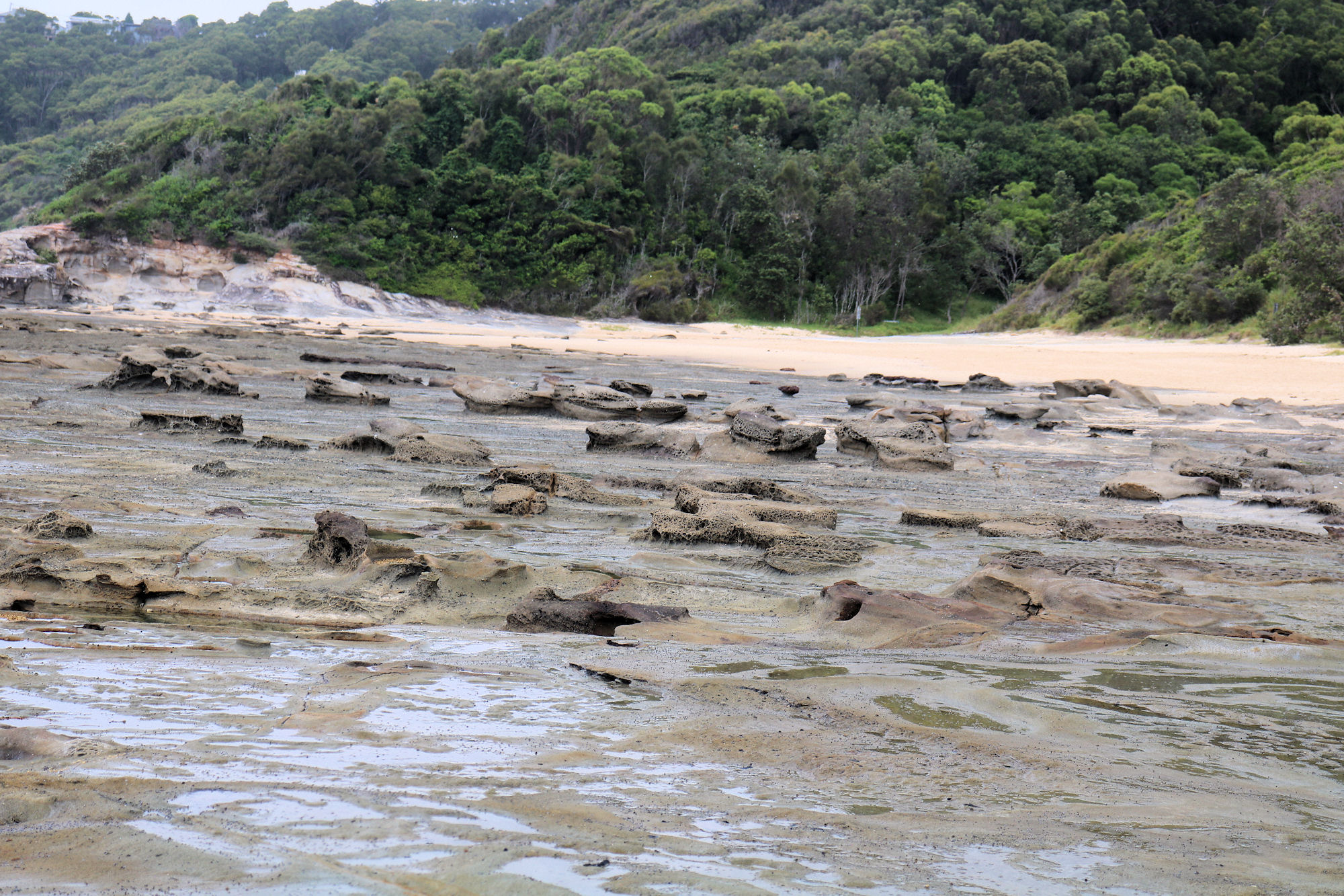 Dudley Beach Fossilised Forest