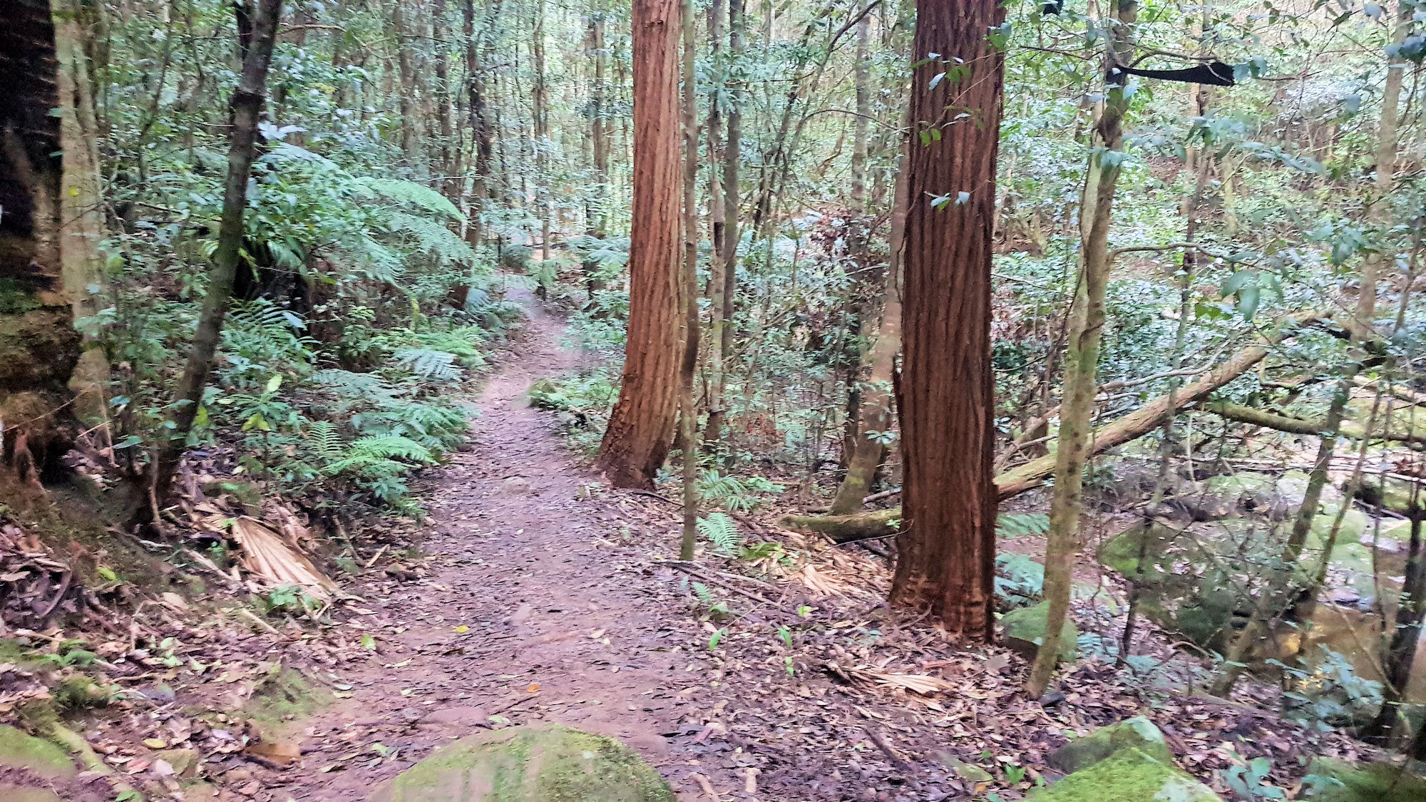 Ridge to Rainforest Track Strickland State Forest