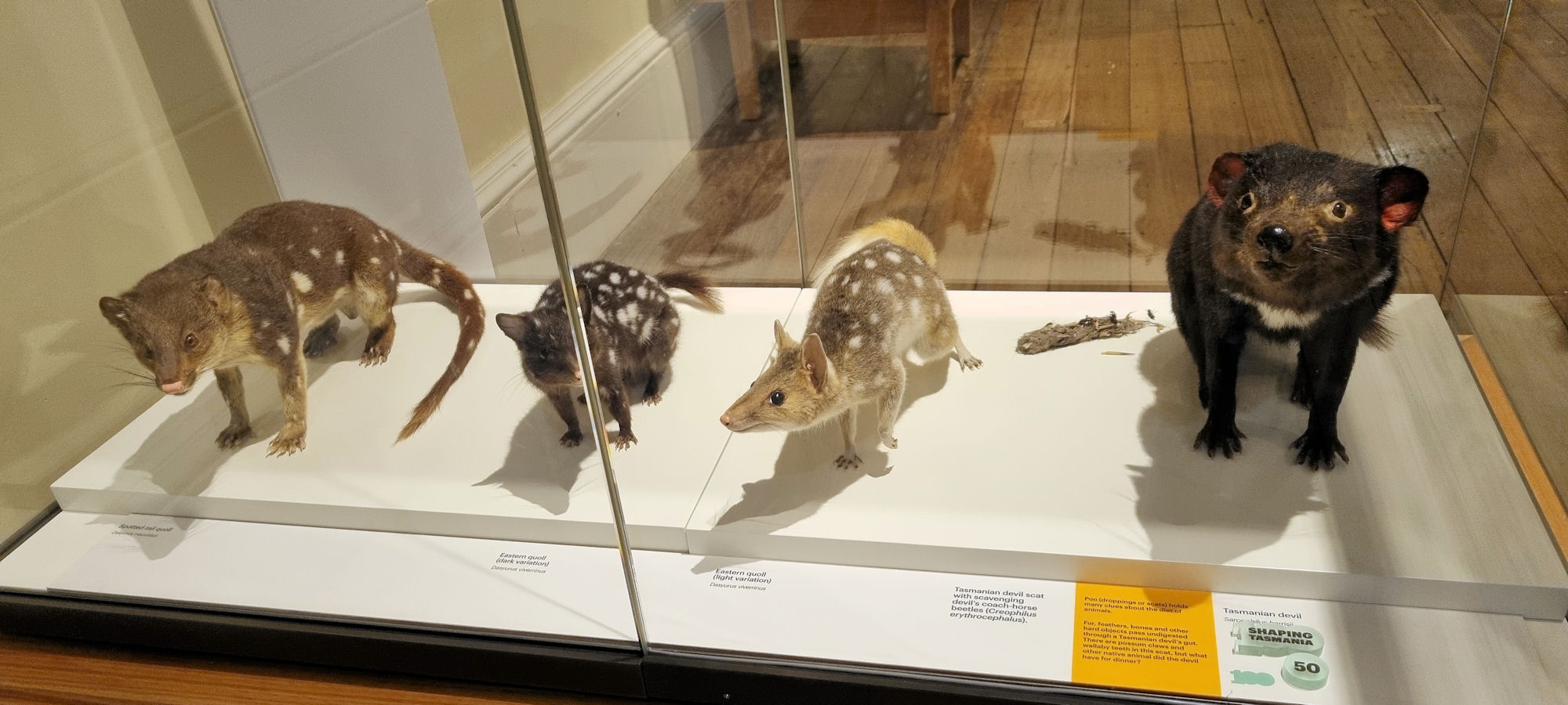 Tasmanian Museum and Art Gallery