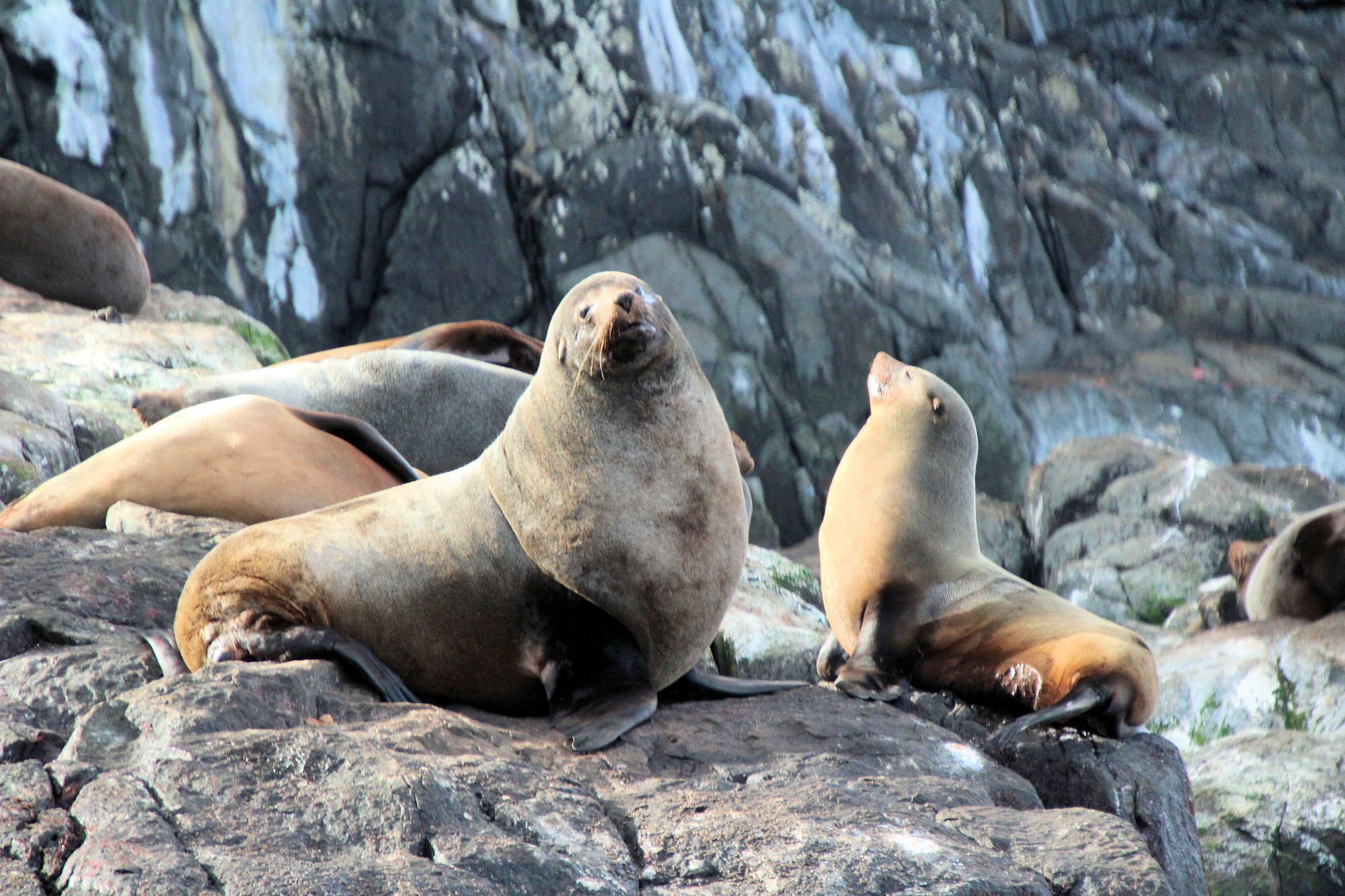 bruny island wildlife cruise