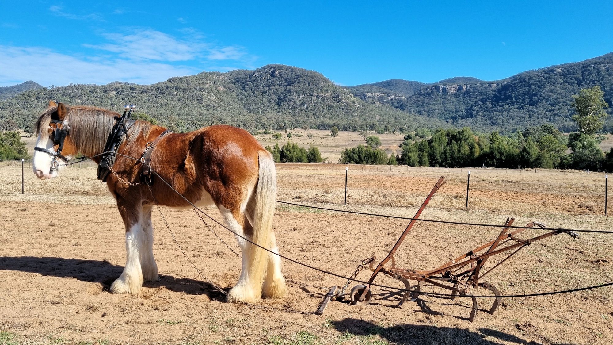 Clydesdale Experience in the Upper Hunter