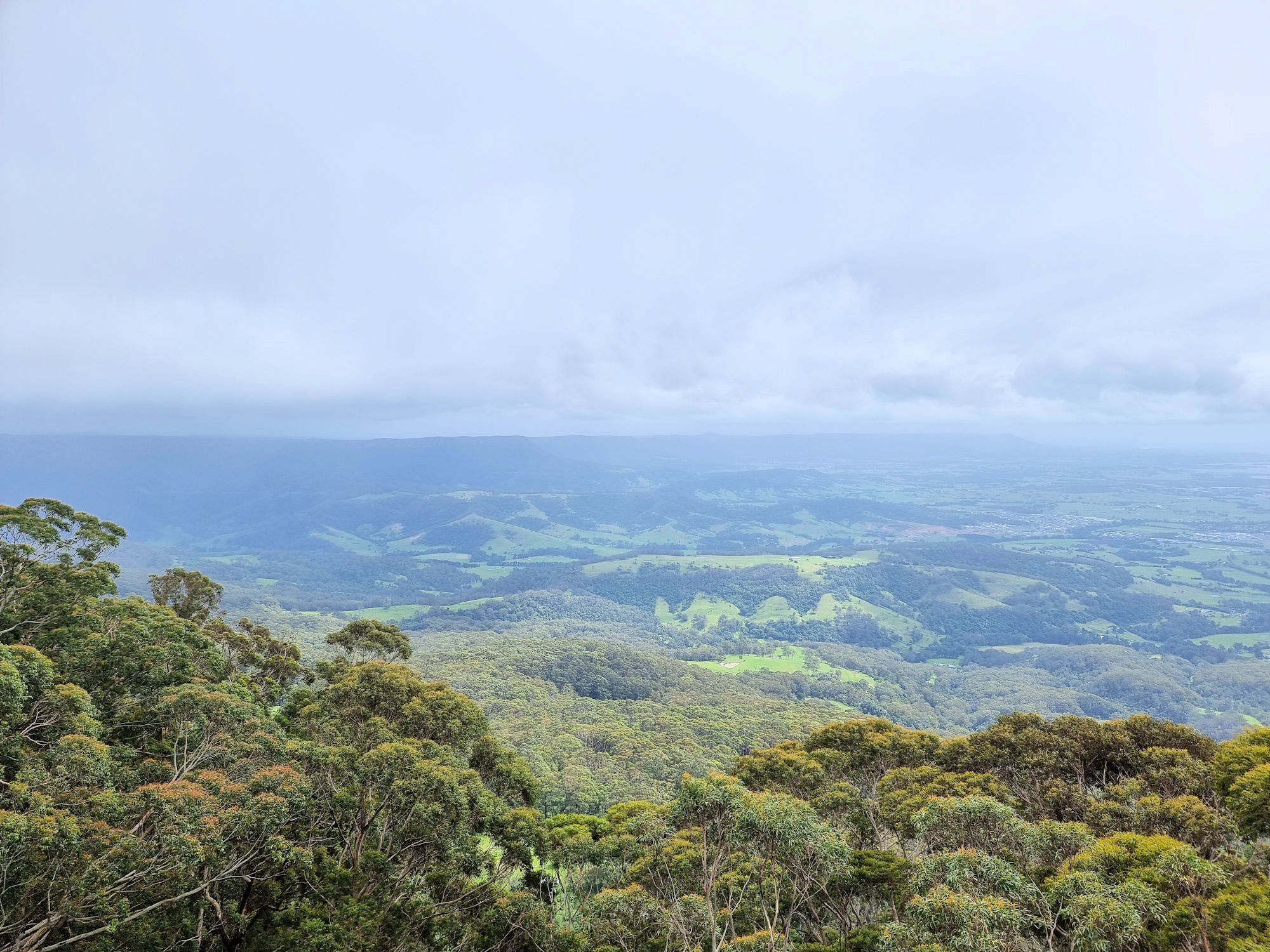 Illawarra Fly Treetop Walk