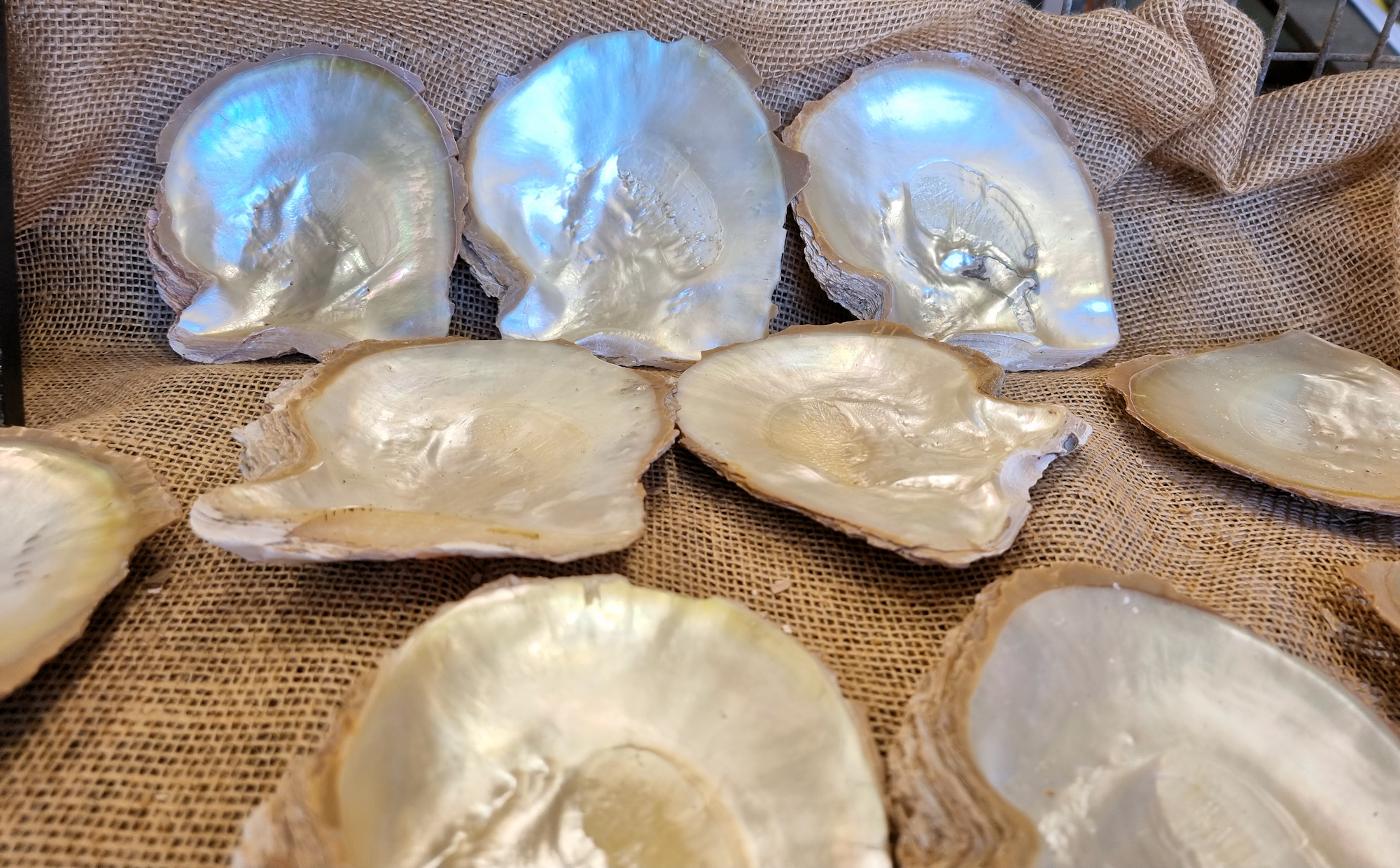 Broken Bay Pearl Farm