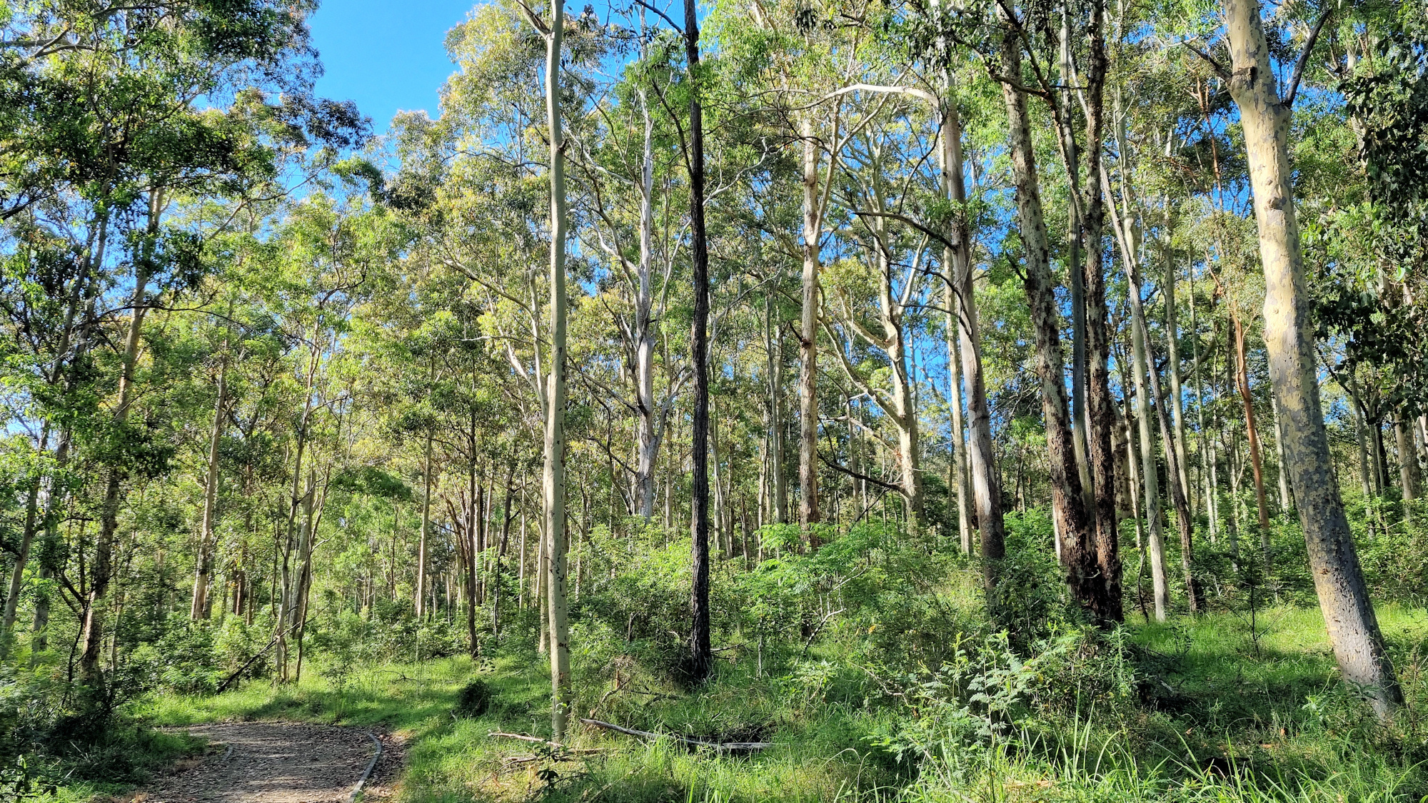 Heritage Walking Track Minmi