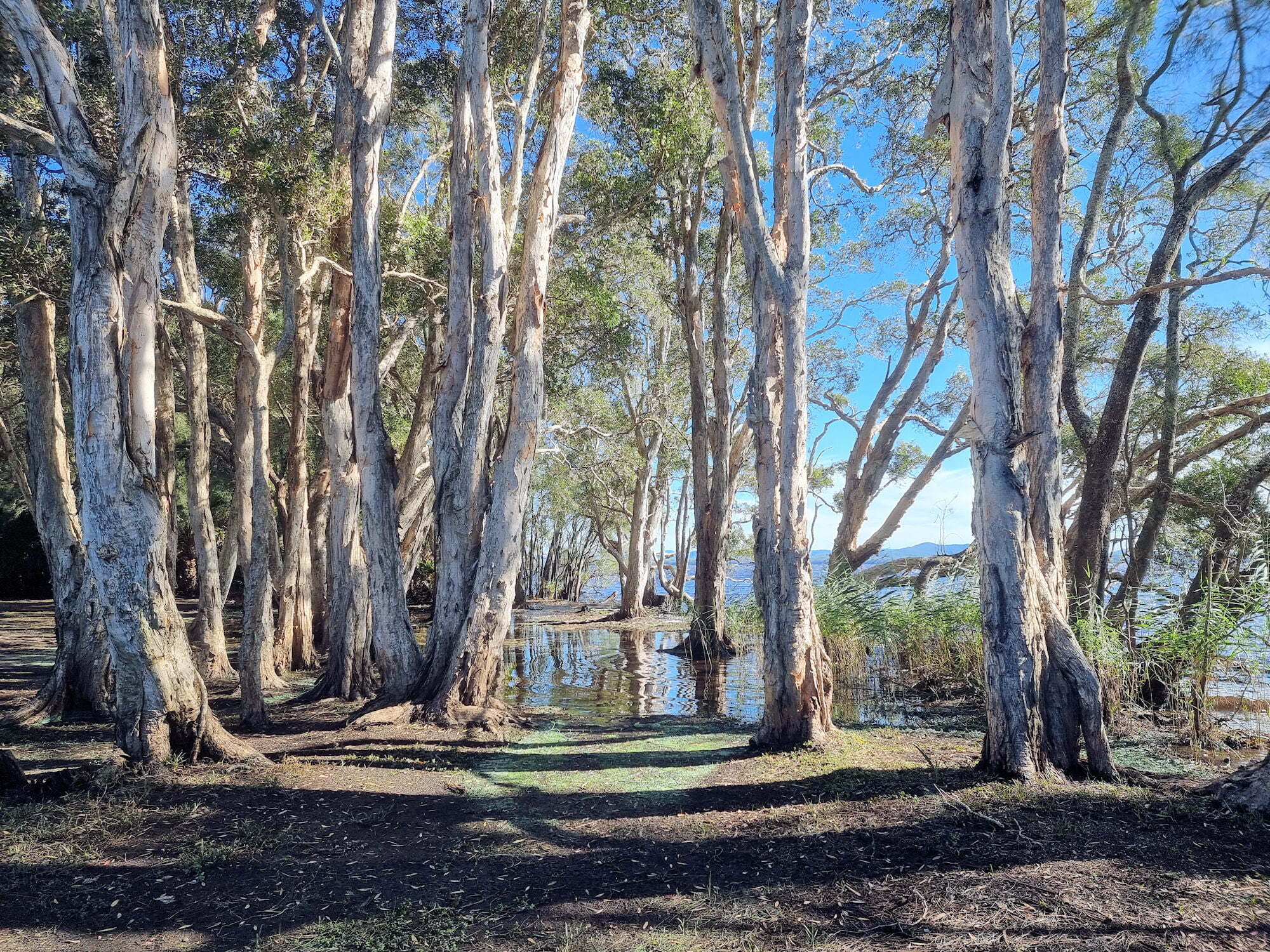 Mungo Rainforest Walk Myall Lakes