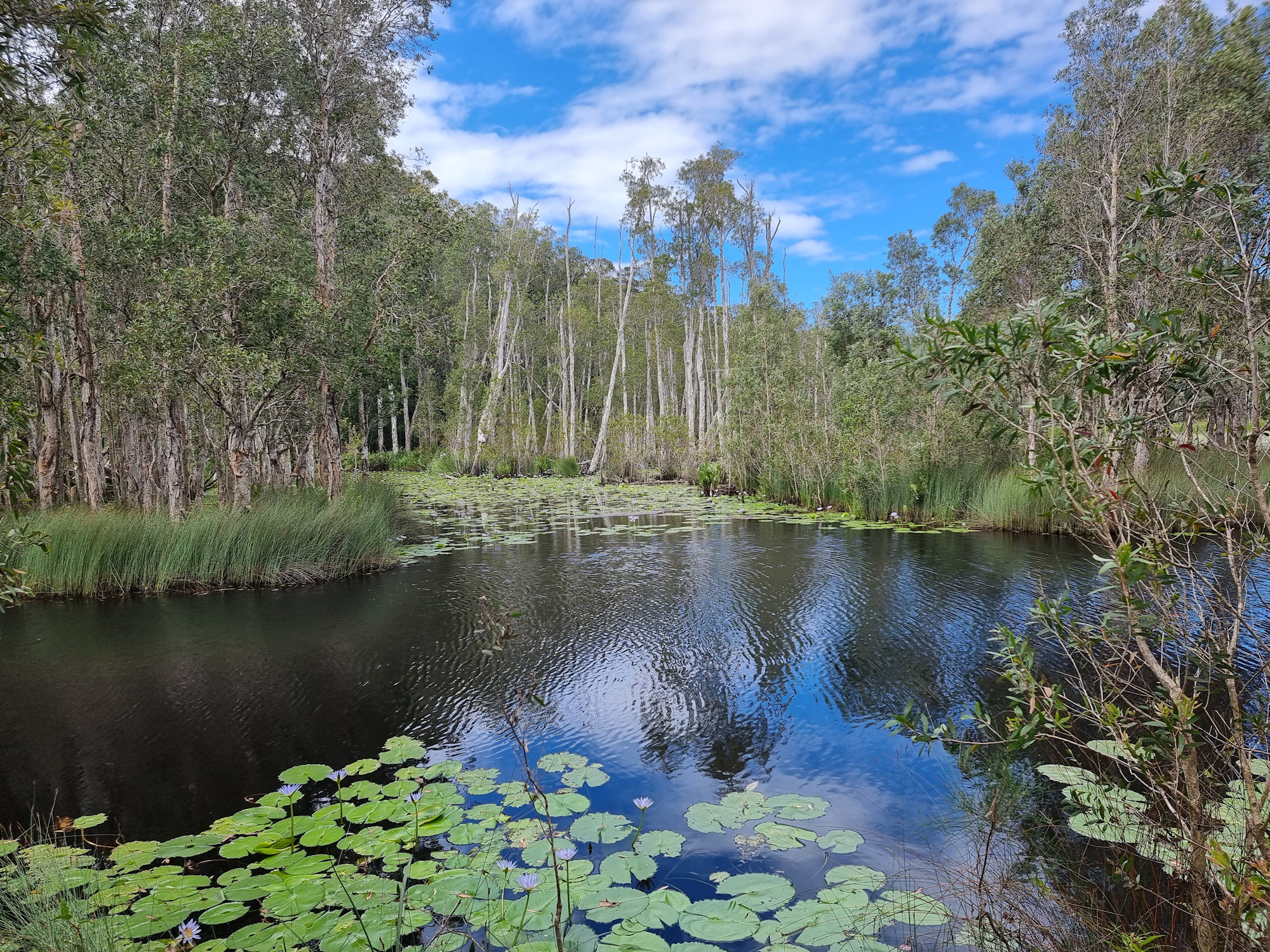 Urunga Wetlands Boardwalk