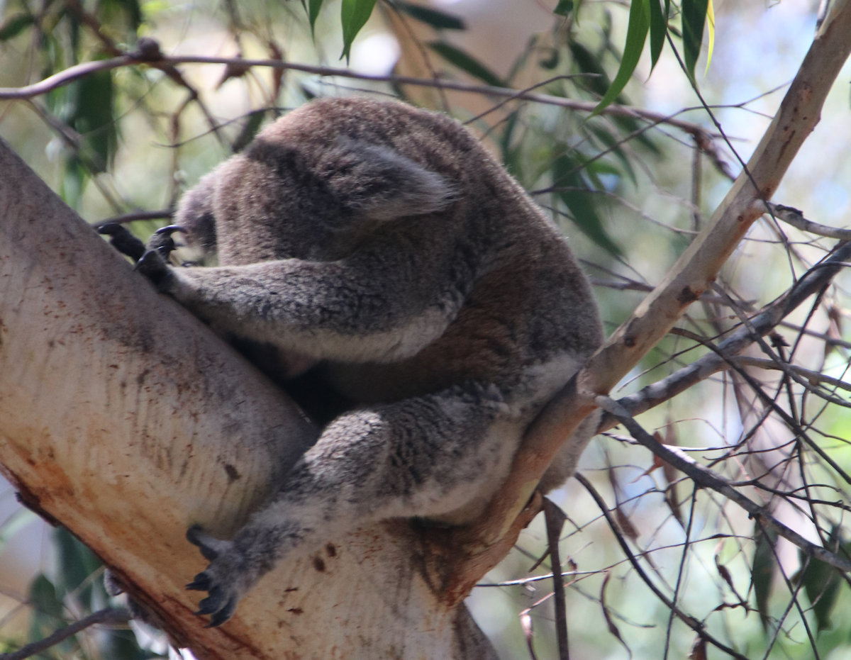 Port Stephens Koala Sanctuary