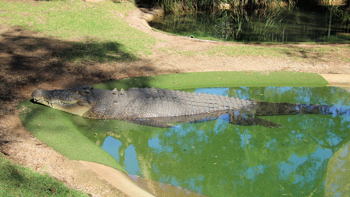 Australian Reptile Park