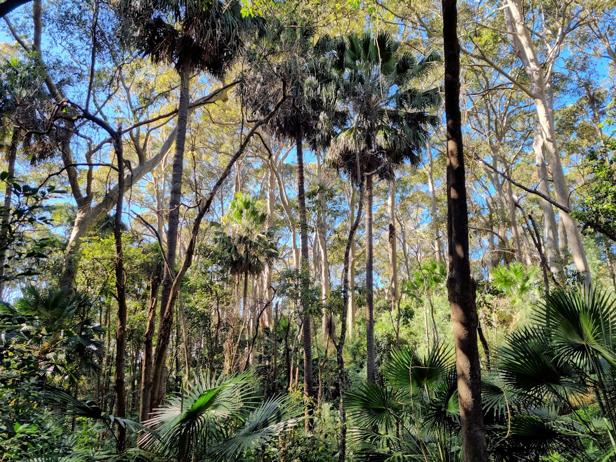 Depot Beach Rainforest Walk