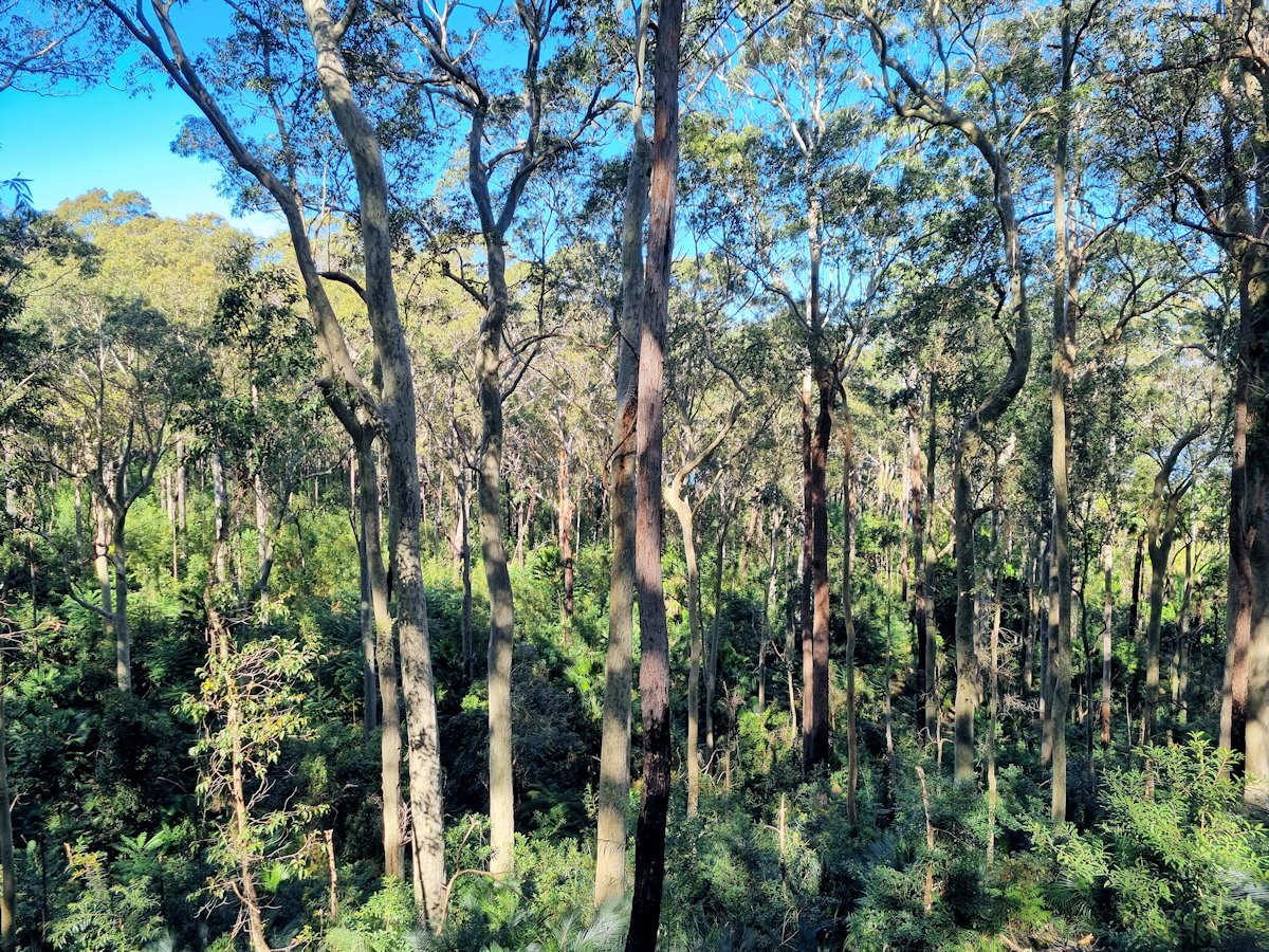 Durras Lake Discovery Trail