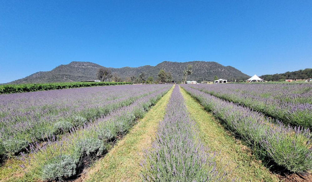 Hunter Lavender Farm