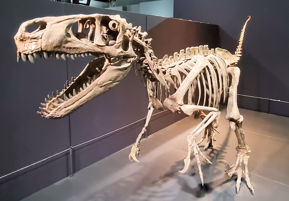 Dinosaurs: Surviving Extinction exhibition at Newcastle Museum
