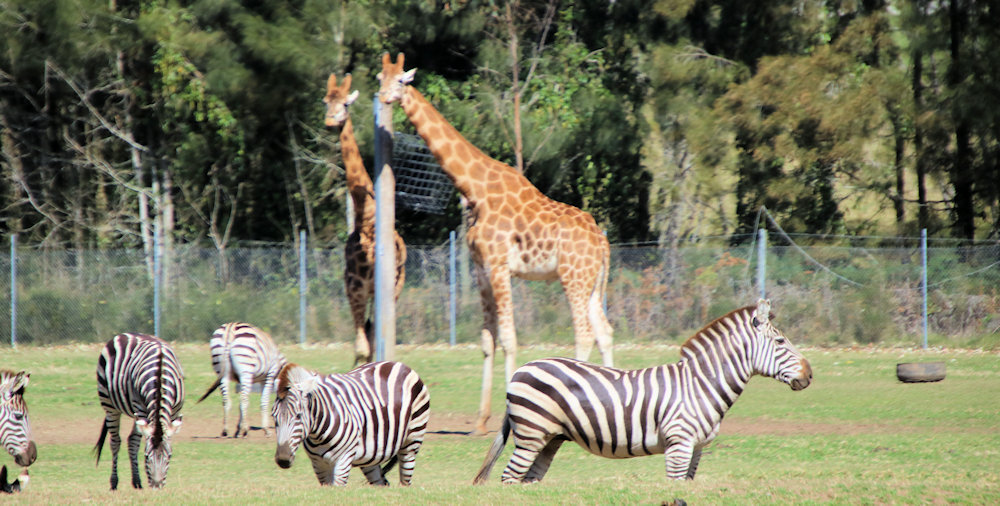 Mogo Wildlife Park