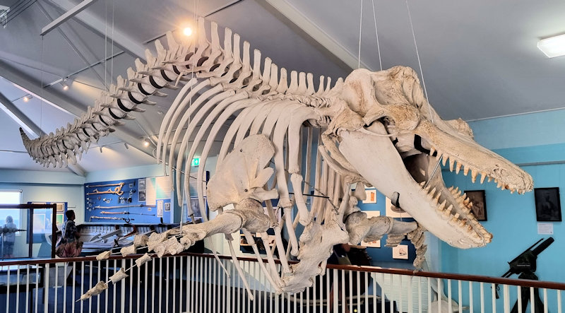 Eden Killer Whale Museum