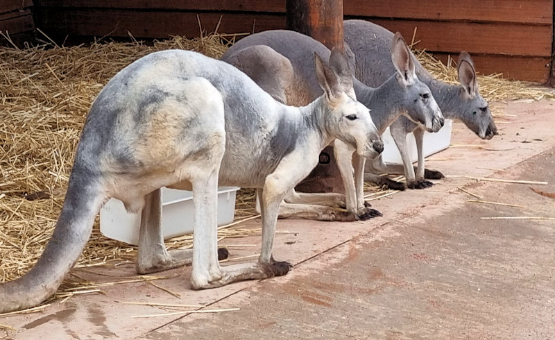 Eastern Grey Kangaroos