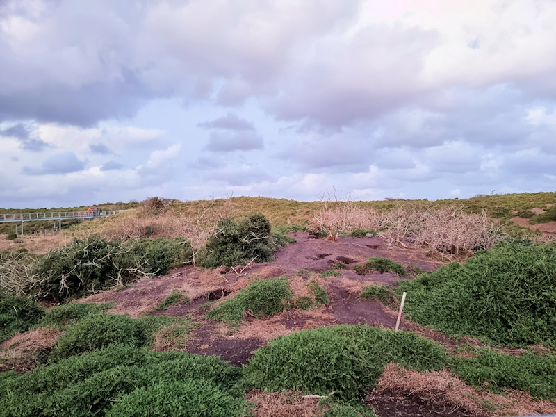 Fairy penguin burrows amongst the sand dunes Phillip Island Penguin Parade