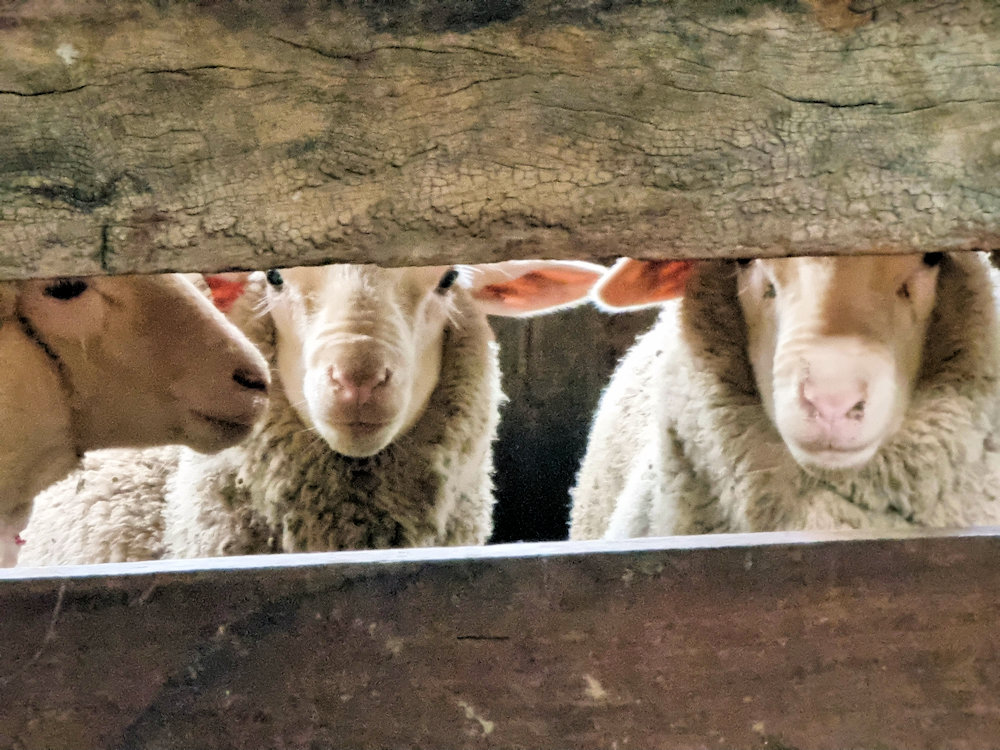 Sheep waiting their turn to be shorn