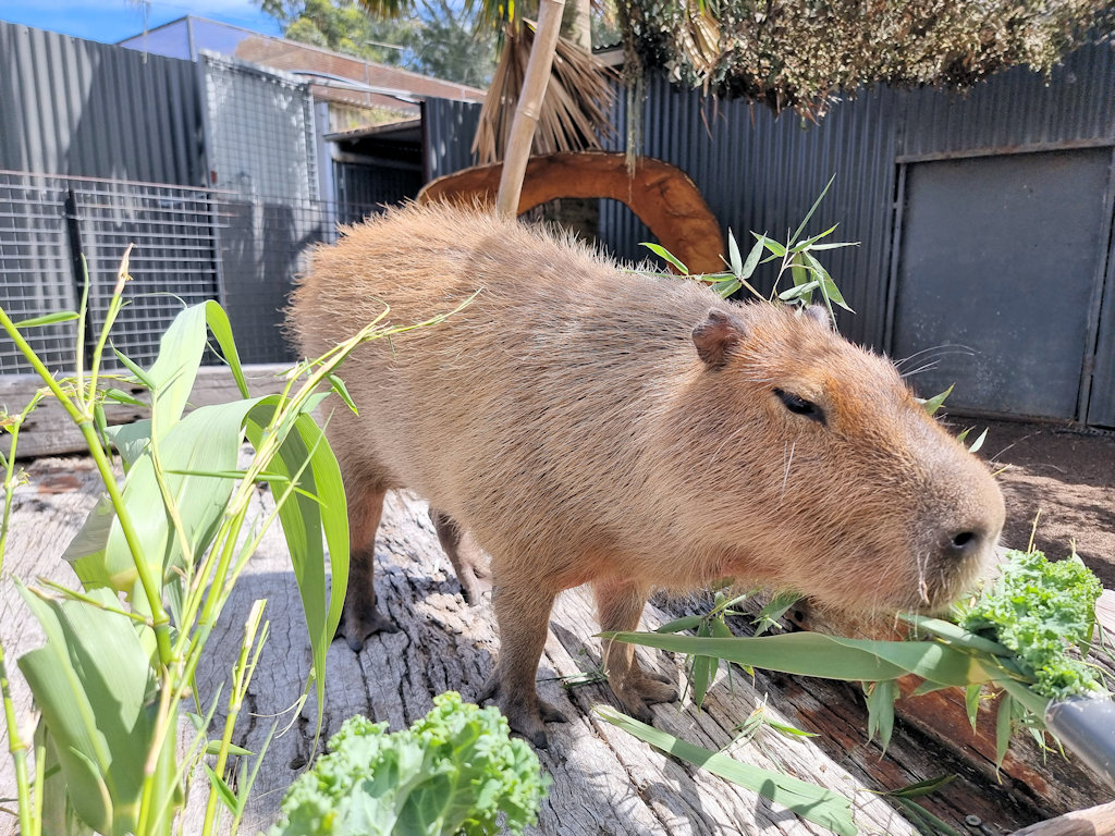 Isabelle eating kale Capybara Encounter Hunter Valley Wildlife Park