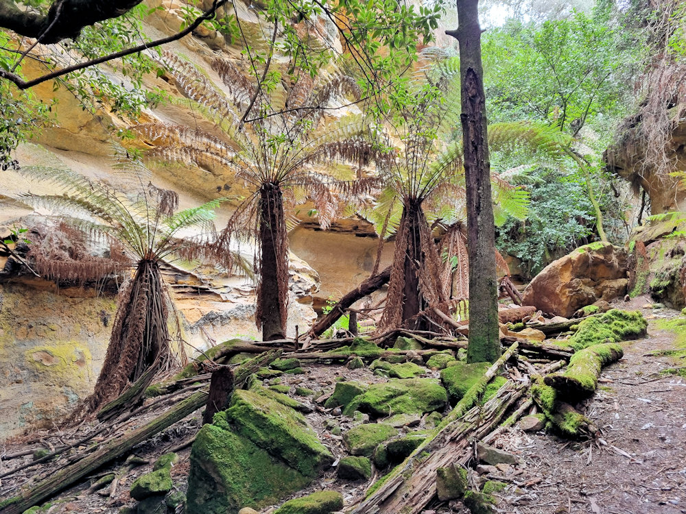 Ferntrees in the gully