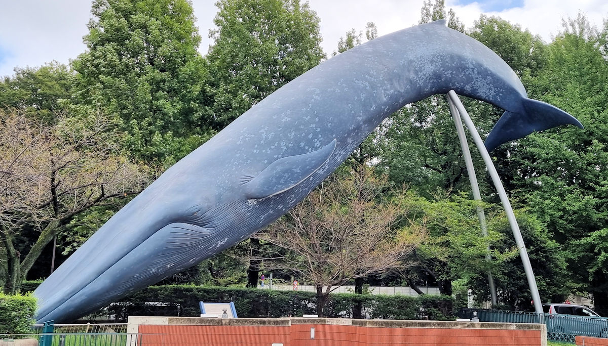 Blue whale outside the entrance