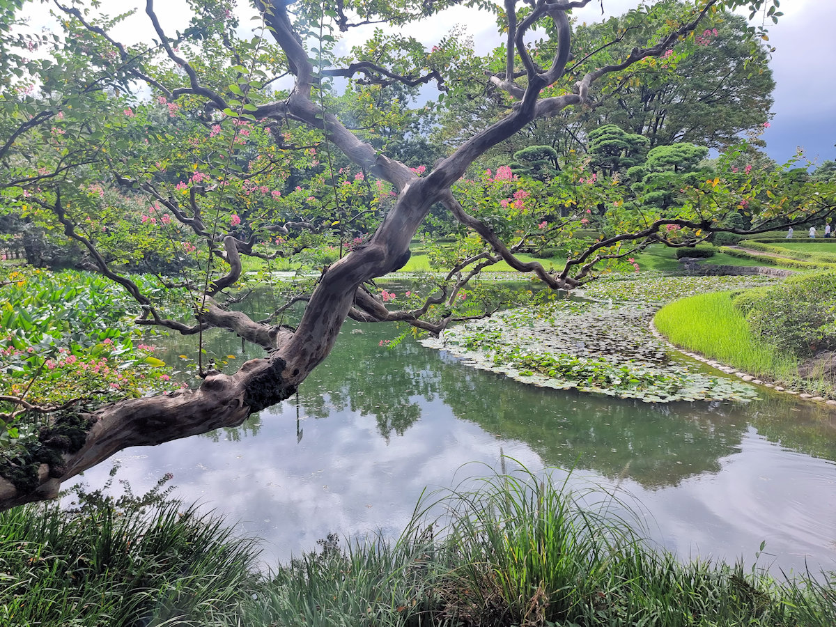 Flowering tree over a pond in the Ninomaru Garden.